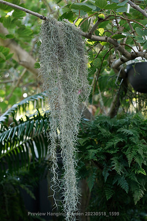 preview_Hanging Garden 20230518_1599