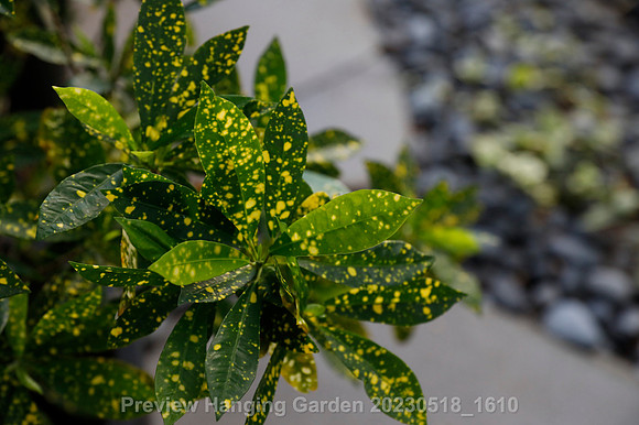 preview_Hanging Garden 20230518_1610