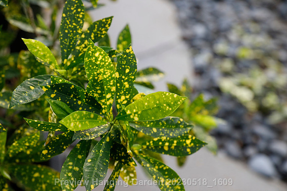 preview_Hanging Garden 20230518_1609