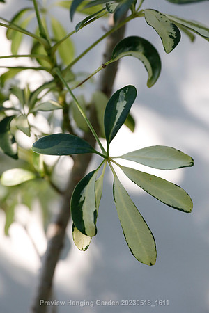 preview_Hanging Garden 20230518_1611