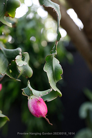 preview_Hanging Garden 20230518_1614