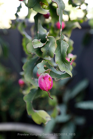 preview_Hanging Garden 20230518_1615
