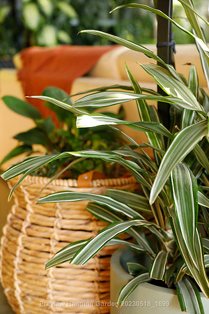 preview_Hanging Garden 20230518_1699