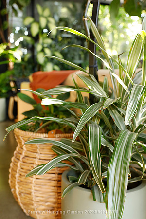 preview_Hanging Garden 20230518_1700