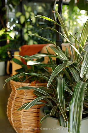 preview_Hanging Garden 20230518_1701
