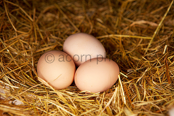 Pemberton20080825_1095