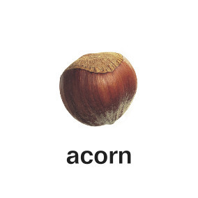 Acorn Logo SML